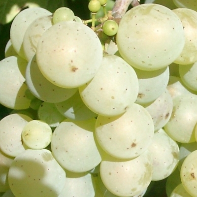 Weisser Elbling Beeren 2